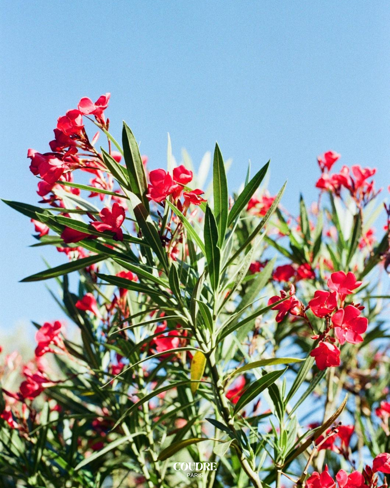 LE LAURIER DU SUD | © BLOOMITJE